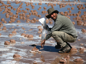 Colleague Fernando Gomez examining mineralized oncolites of Laguna Negra