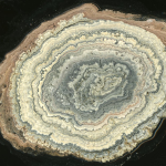 Cross-section of Laguna Negra oncolite, showing complex layering