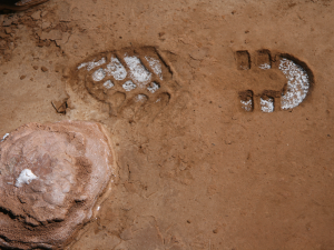 Halite crystallizing within footprint, Laguna Negra, Argentina