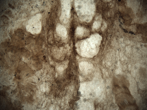 Void-rich, tufted filament mat from the Mesoproterozoic Angmaat Formation