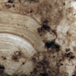 Poorly preserved colonial coccoid entophysalis encrusting cement botryoid