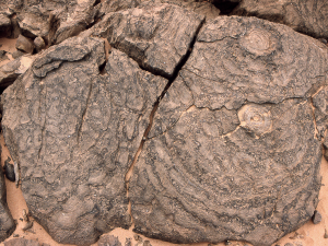 Top view of Jacutophyton from Mauritania, showing petaloid projections