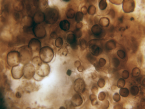 Coccoid-dominated mat of from the Mesoproterozoic Angmaat Formation