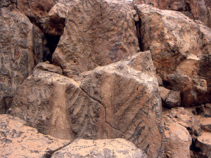 Jacutophyton from the Atar Group, Mauritania