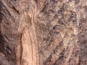 Detail of a Jacutophyton margin from the Atar Group, Mauritania
