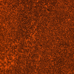 Cathodoluminescence image of MT microspar, showing discrete non-luminescent crystals with isopachous, luminescent rims.